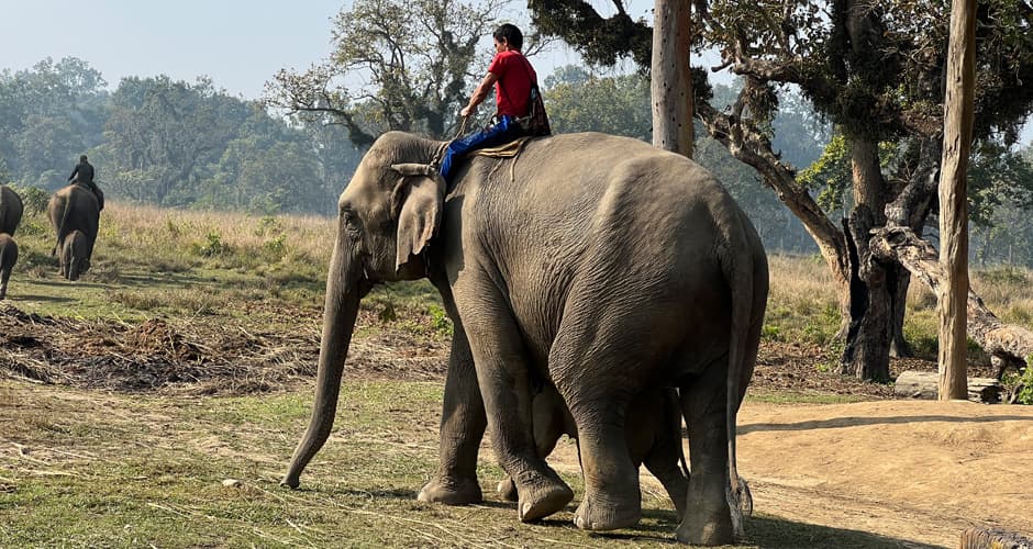Nepal Buddhist & Wildlife 03