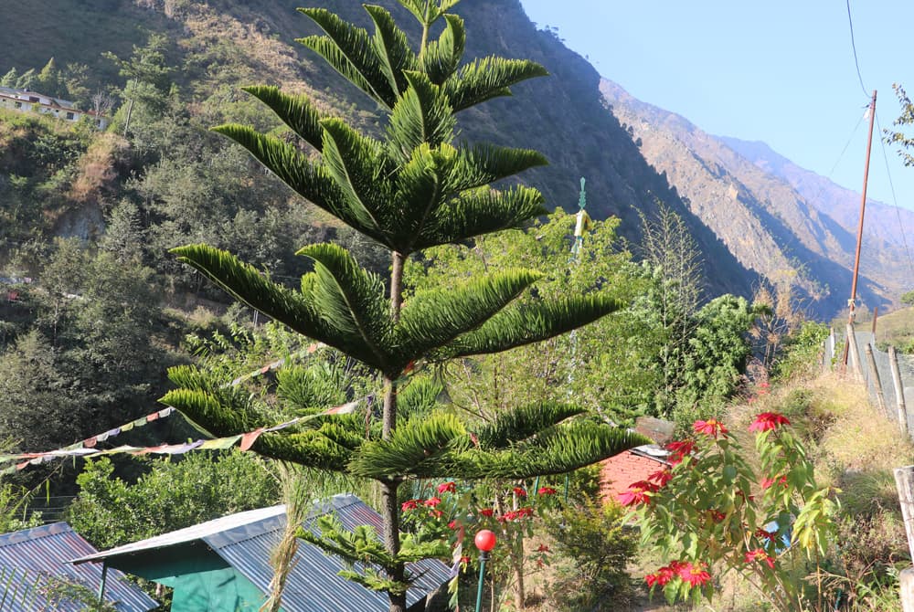 Langtang Trek 03