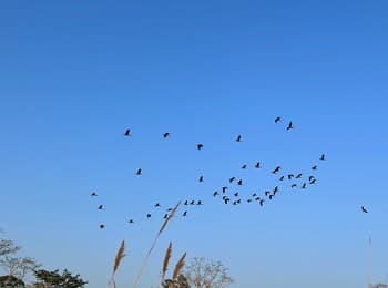 Chitwan National Park Jungle Safari