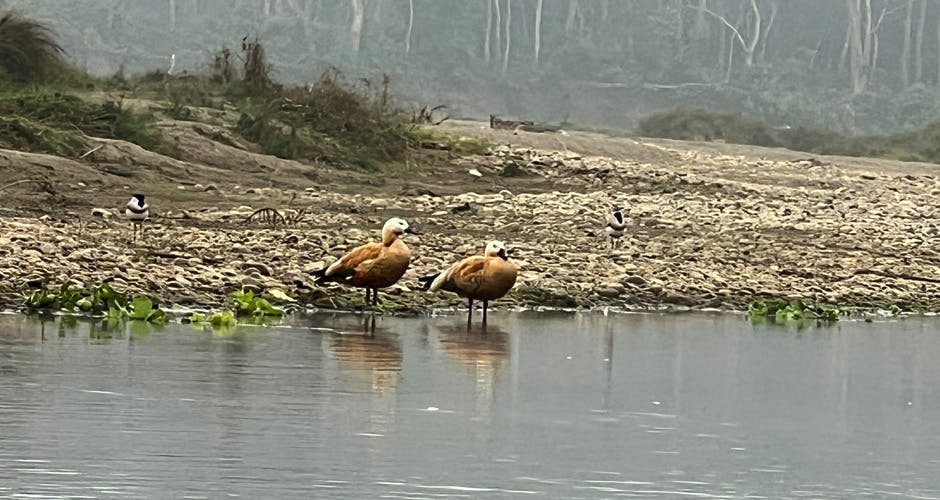 Birds in Chitwan